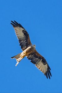 Preview wallpaper red kite, bird, flight, sky, wildlife