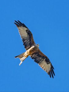 Preview wallpaper red kite, bird, flight, sky, wildlife