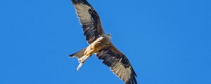 Preview wallpaper red kite, bird, flight, sky, wildlife