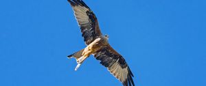 Preview wallpaper red kite, bird, flight, sky, wildlife