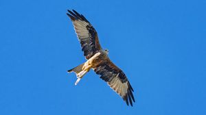 Preview wallpaper red kite, bird, flight, sky, wildlife