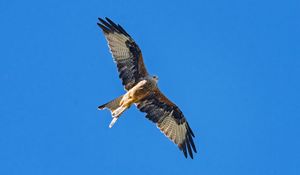 Preview wallpaper red kite, bird, flight, sky, wildlife