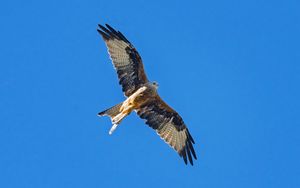 Preview wallpaper red kite, bird, flight, sky, wildlife