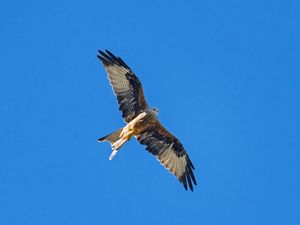 Preview wallpaper red kite, bird, flight, sky, wildlife