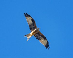 Preview wallpaper red kite, bird, flight, sky, wildlife