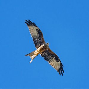 Preview wallpaper red kite, bird, flight, sky, wildlife