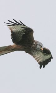 Preview wallpaper red kite, bird, predator, flight