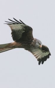 Preview wallpaper red kite, bird, predator, flight