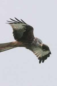 Preview wallpaper red kite, bird, predator, flight