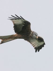 Preview wallpaper red kite, bird, predator, flight