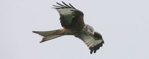 Preview wallpaper red kite, bird, predator, flight