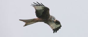 Preview wallpaper red kite, bird, predator, flight