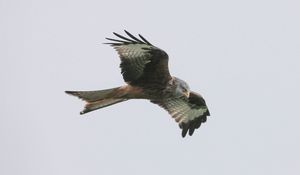 Preview wallpaper red kite, bird, predator, flight