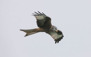 Preview wallpaper red kite, bird, predator, flight