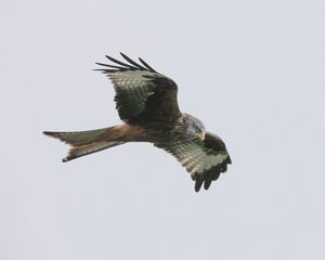 Preview wallpaper red kite, bird, predator, flight