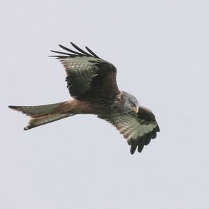 Preview wallpaper red kite, bird, predator, flight