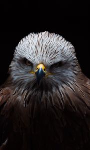 Preview wallpaper red kite, kite, bird, beak