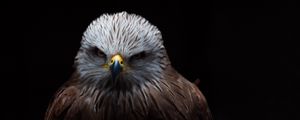 Preview wallpaper red kite, kite, bird, beak