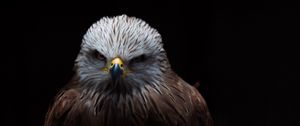 Preview wallpaper red kite, kite, bird, beak