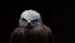 Preview wallpaper red kite, kite, bird, beak