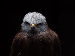 Preview wallpaper red kite, kite, bird, beak