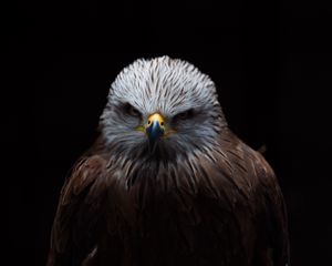 Preview wallpaper red kite, kite, bird, beak