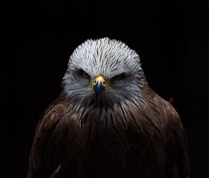 Preview wallpaper red kite, kite, bird, beak