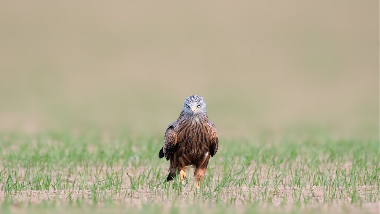 Wallpaper red kite, kite, predator, bird