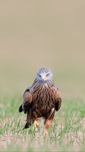 Preview wallpaper red kite, kite, predator, bird