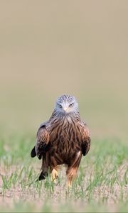 Preview wallpaper red kite, kite, predator, bird