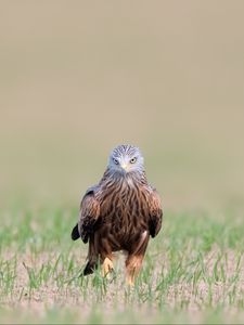 Preview wallpaper red kite, kite, predator, bird