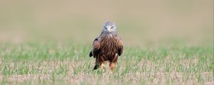 Preview wallpaper red kite, kite, predator, bird