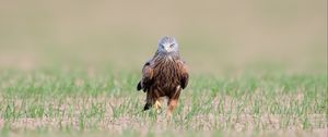 Preview wallpaper red kite, kite, predator, bird