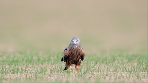 Preview wallpaper red kite, kite, predator, bird