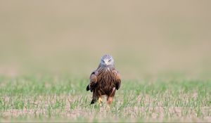 Preview wallpaper red kite, kite, predator, bird