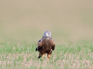 Preview wallpaper red kite, kite, predator, bird