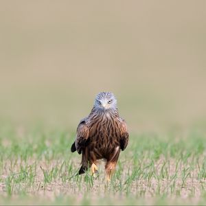 Preview wallpaper red kite, kite, predator, bird