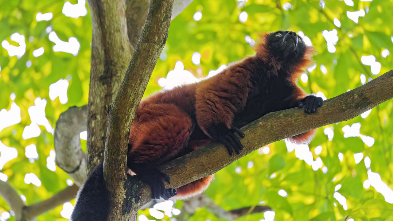 Wallpaper red lemur, lemur, animal, branch, wildlife