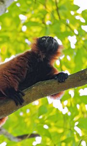 Preview wallpaper red lemur, lemur, animal, branch, wildlife