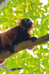 Preview wallpaper red lemur, lemur, animal, branch, wildlife