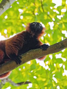 Preview wallpaper red lemur, lemur, animal, branch, wildlife