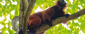 Preview wallpaper red lemur, lemur, animal, branch, wildlife