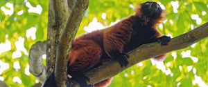 Preview wallpaper red lemur, lemur, animal, branch, wildlife