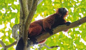 Preview wallpaper red lemur, lemur, animal, branch, wildlife