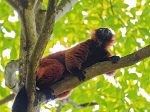 Preview wallpaper red lemur, lemur, animal, branch, wildlife