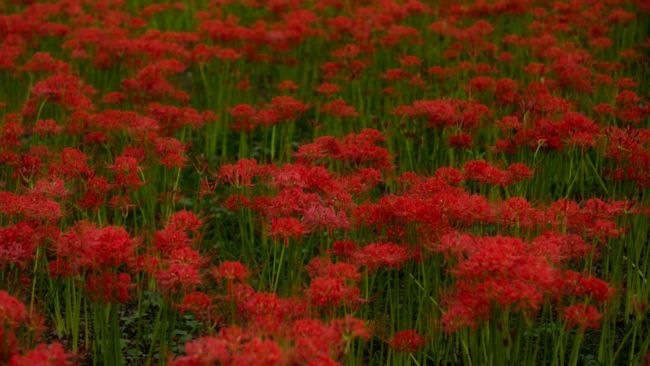 Wallpaper red lilies, flowers, field, red