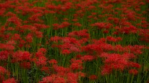 Preview wallpaper red lilies, flowers, field, red