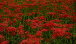 Preview wallpaper red lilies, flowers, field, red