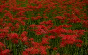 Preview wallpaper red lilies, flowers, field, red