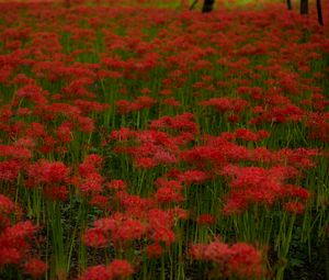 Preview wallpaper red lilies, flowers, field, red